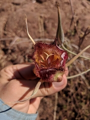 Calochortus fimbriatus