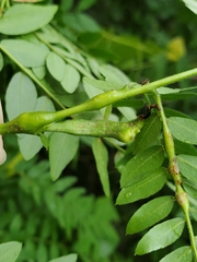 Neolasioptera brevis