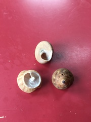 Calliostoma euglyptum