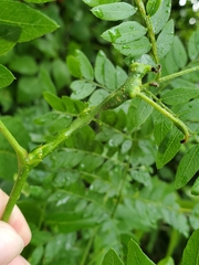 Neolasioptera brevis