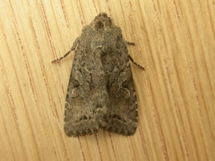 Apterogenum ypsillon