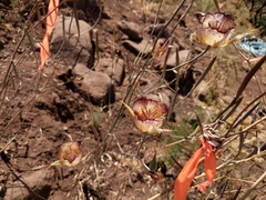 Calochortus fimbriatus