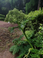 Angelica lignescens