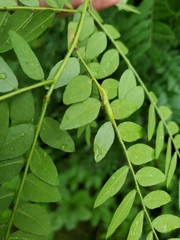 Neolasioptera brevis