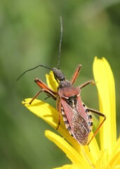 Rhynocoris erythropus