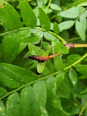 Neolasioptera brevis