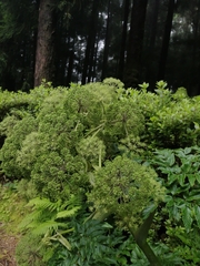 Angelica lignescens