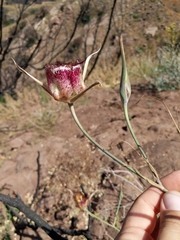 Calochortus fimbriatus