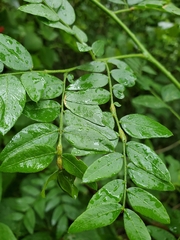 Neolasioptera brevis