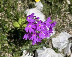 Primula halleri