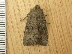 Apterogenum ypsillon