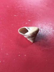 Calliostoma euglyptum