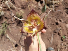 Calochortus fimbriatus
