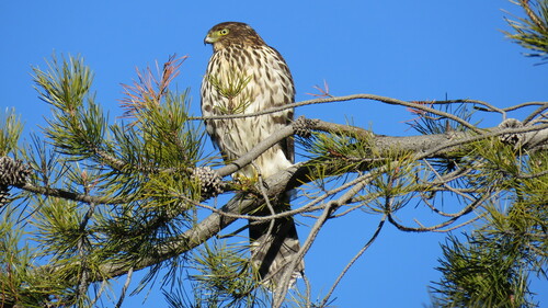 Chilean Hawk (Astur chilensis), photo 10