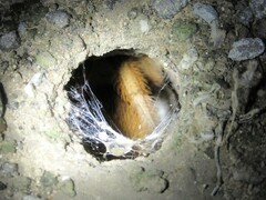 Aphonopelma moderatum