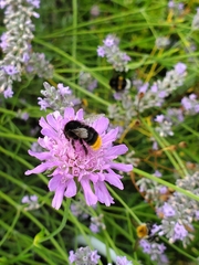 Bombus