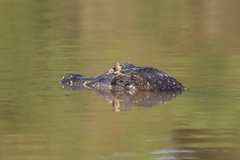 Caiman yacare