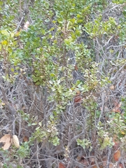 Baccharis pilularis consanguinea