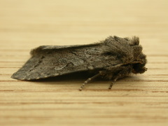 Apterogenum ypsillon