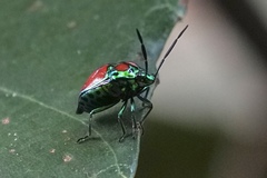 Chrysocoris eques