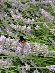 Bombus