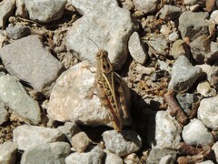 Calliptamus italicus