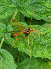 Opheltes glaucopterus