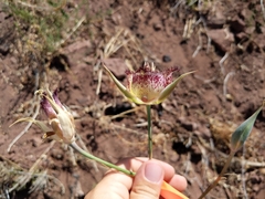 Calochortus fimbriatus