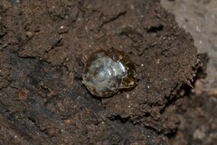 Oxychilus navarricus