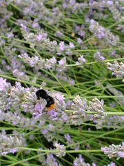 Bombus