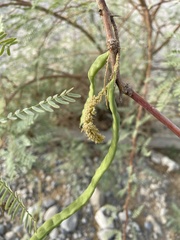 Prosopis chilensis
