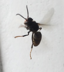 Vespa velutina