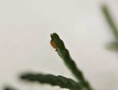 Callophrys gryneus
