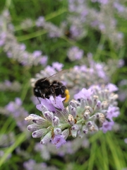 Bombus