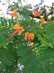 Caesalpinia pulcherrima