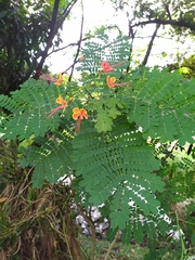 Caesalpinia pulcherrima