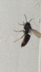 Vespa velutina