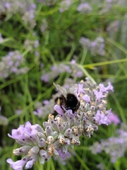 Bombus