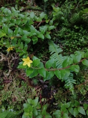 Lysimachia azorica