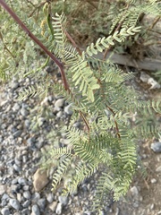 Prosopis chilensis