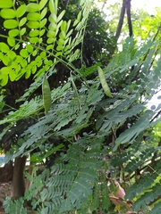 Caesalpinia pulcherrima