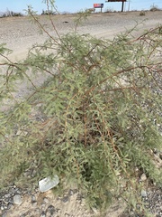 Prosopis chilensis