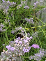 Bombus
