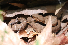 Crotalus willardi