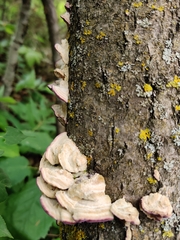 Trichaptum biforme