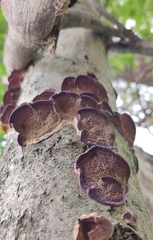Trichaptum biforme