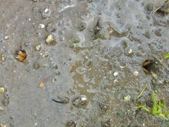 Aphonopelma moderatum