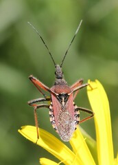 Rhynocoris erythropus