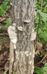 Trichaptum biforme