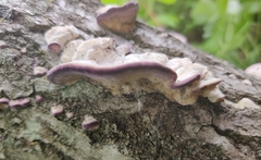 Trichaptum biforme